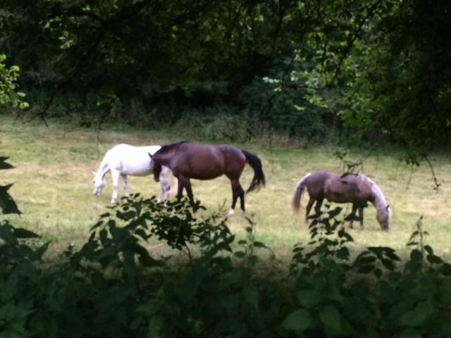 Woodmill Farm * Alvington